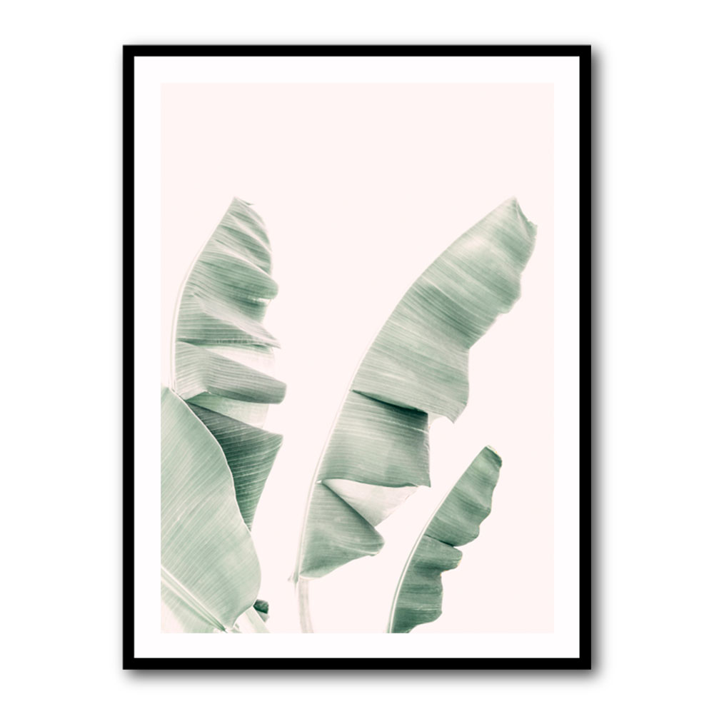 Blush Banana Leaves