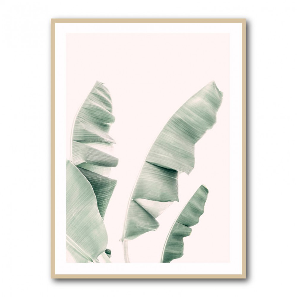 Blush Banana Leaves