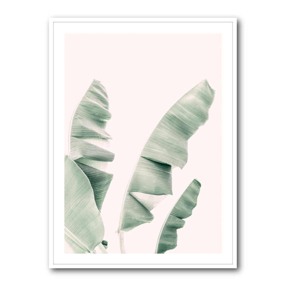 Blush Banana Leaves