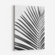 BW Palm Leaf BW Palm Leaf