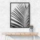 BW Palm Leaf BW Palm Leaf