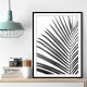 BW Palm Leaf BW Palm Leaf