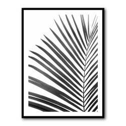 BW Palm Leaf