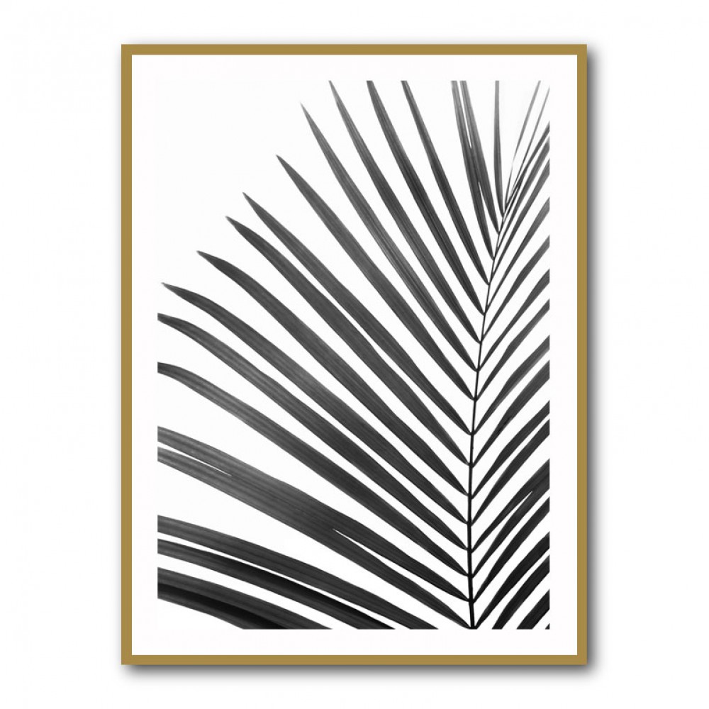 BW Palm Leaf BW Palm Leaf