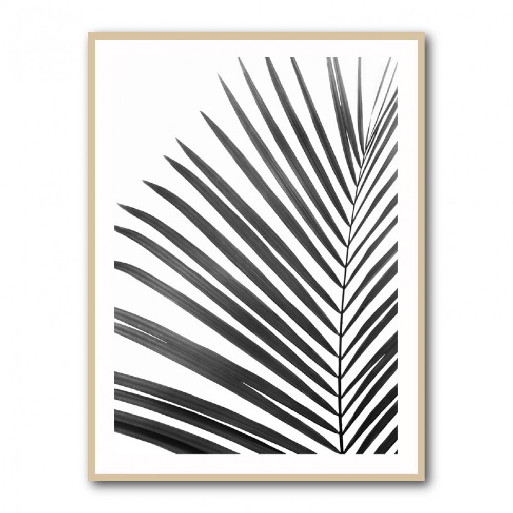 BW Palm Leaf BW Palm Leaf