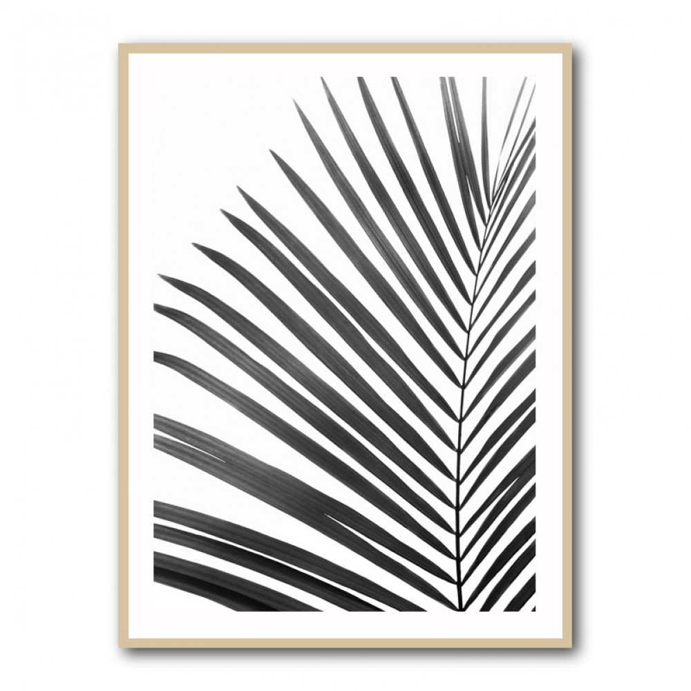 BW Palm Leaf