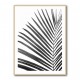 BW Palm Leaf BW Palm Leaf