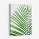 Green Palm Leaf