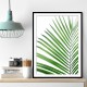 Green Palm Leaf