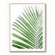 Green Palm Leaf