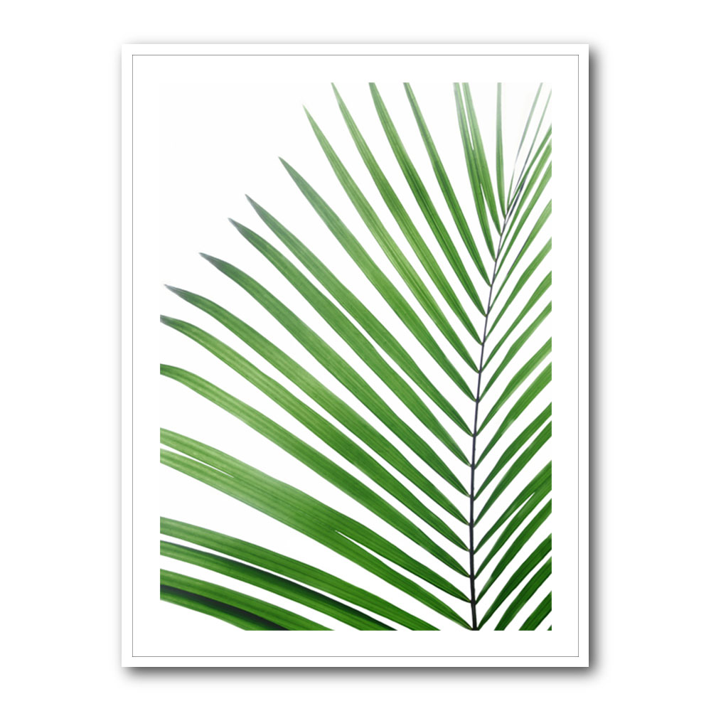 Green Palm Leaf