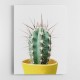 Spikey Cactus