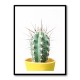 Spikey Cactus