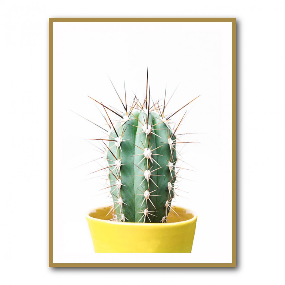 Spikey Cactus