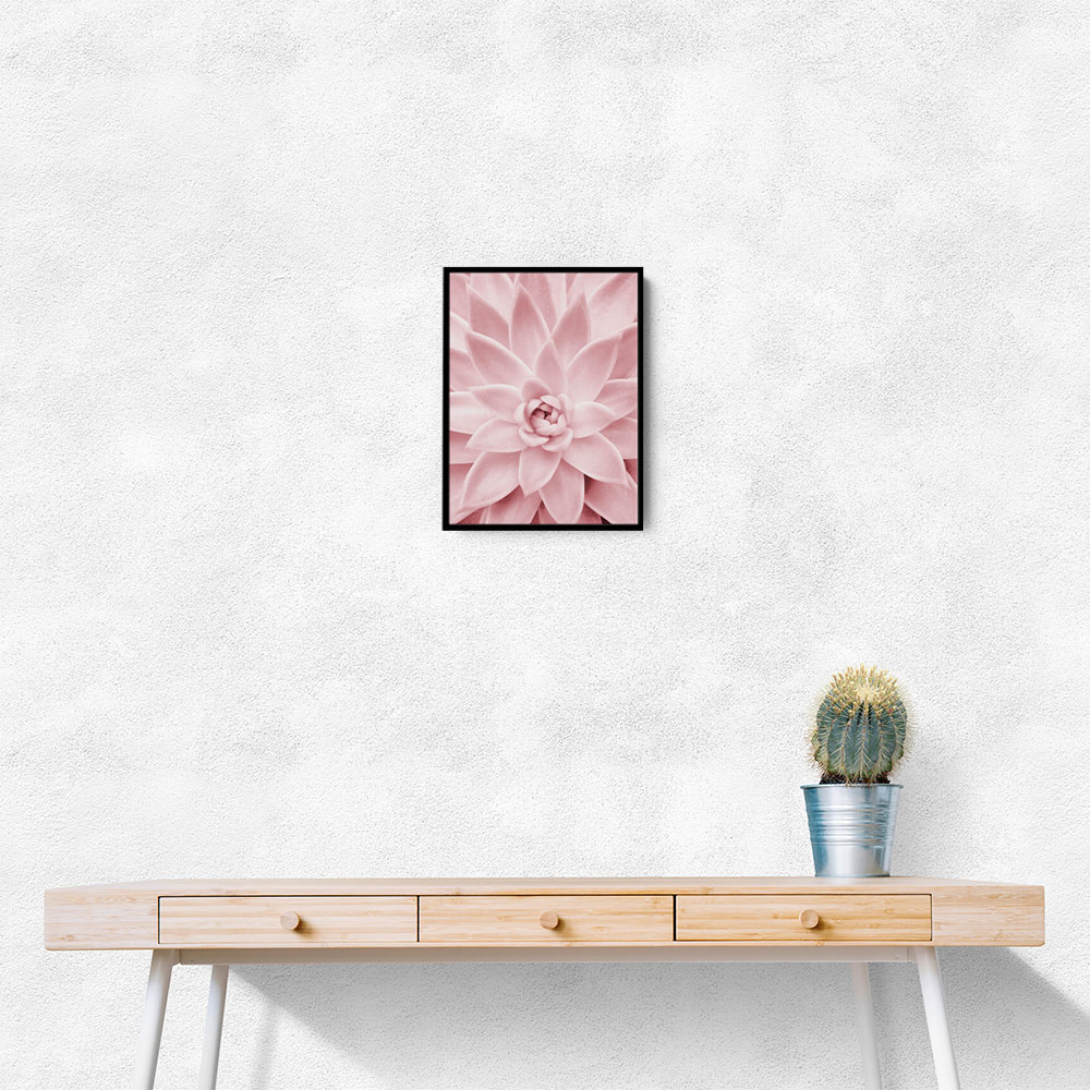 Pink Succulent