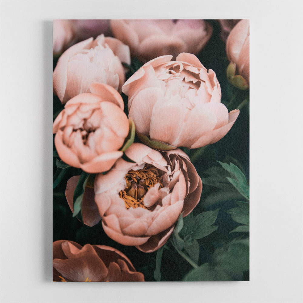 Coral Peonies