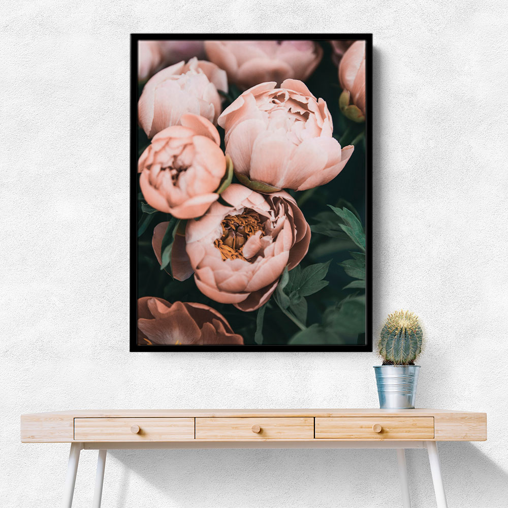 Coral Peonies