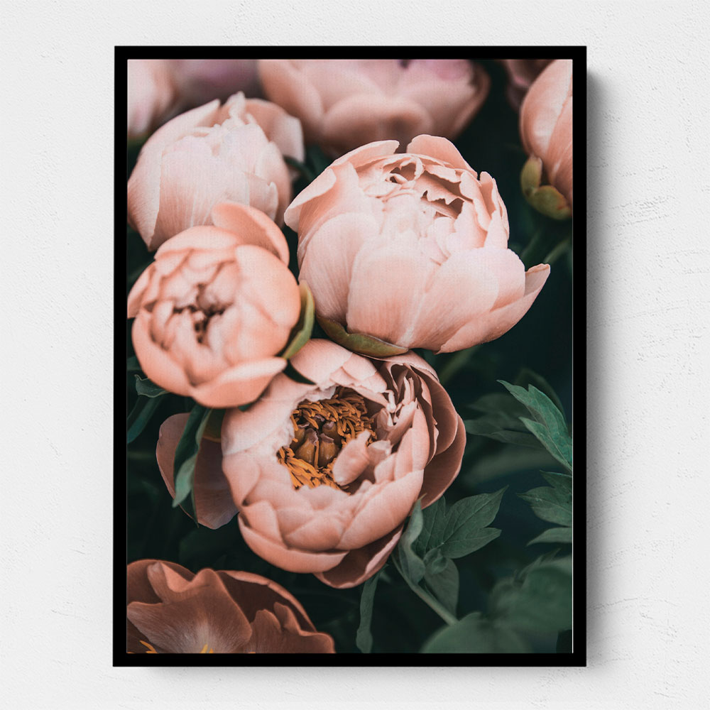 Coral Peonies