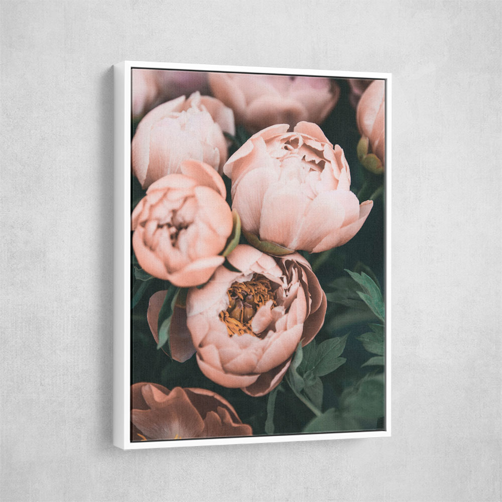 Coral Peonies