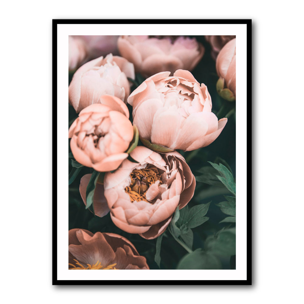 Coral Peonies