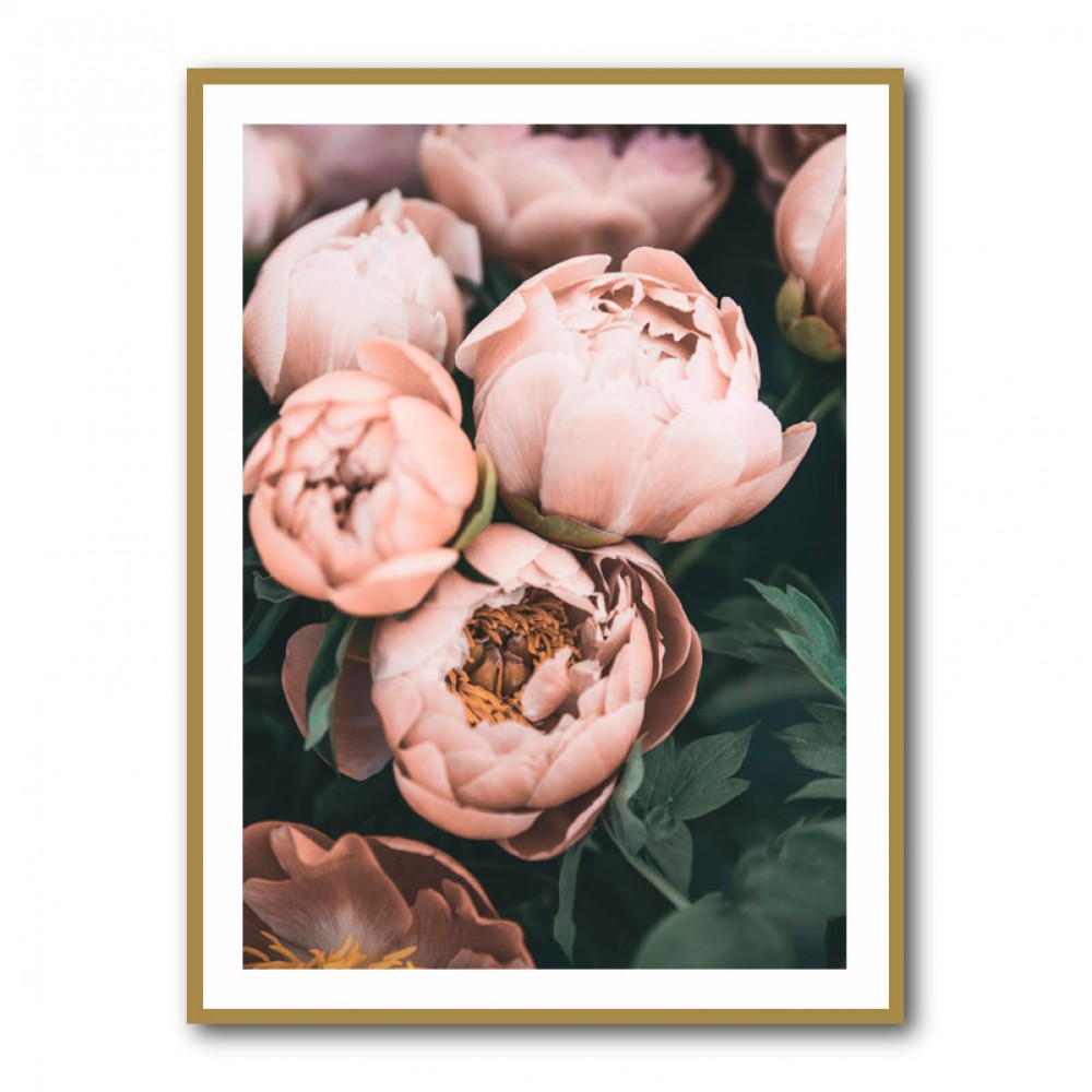 Coral Peonies