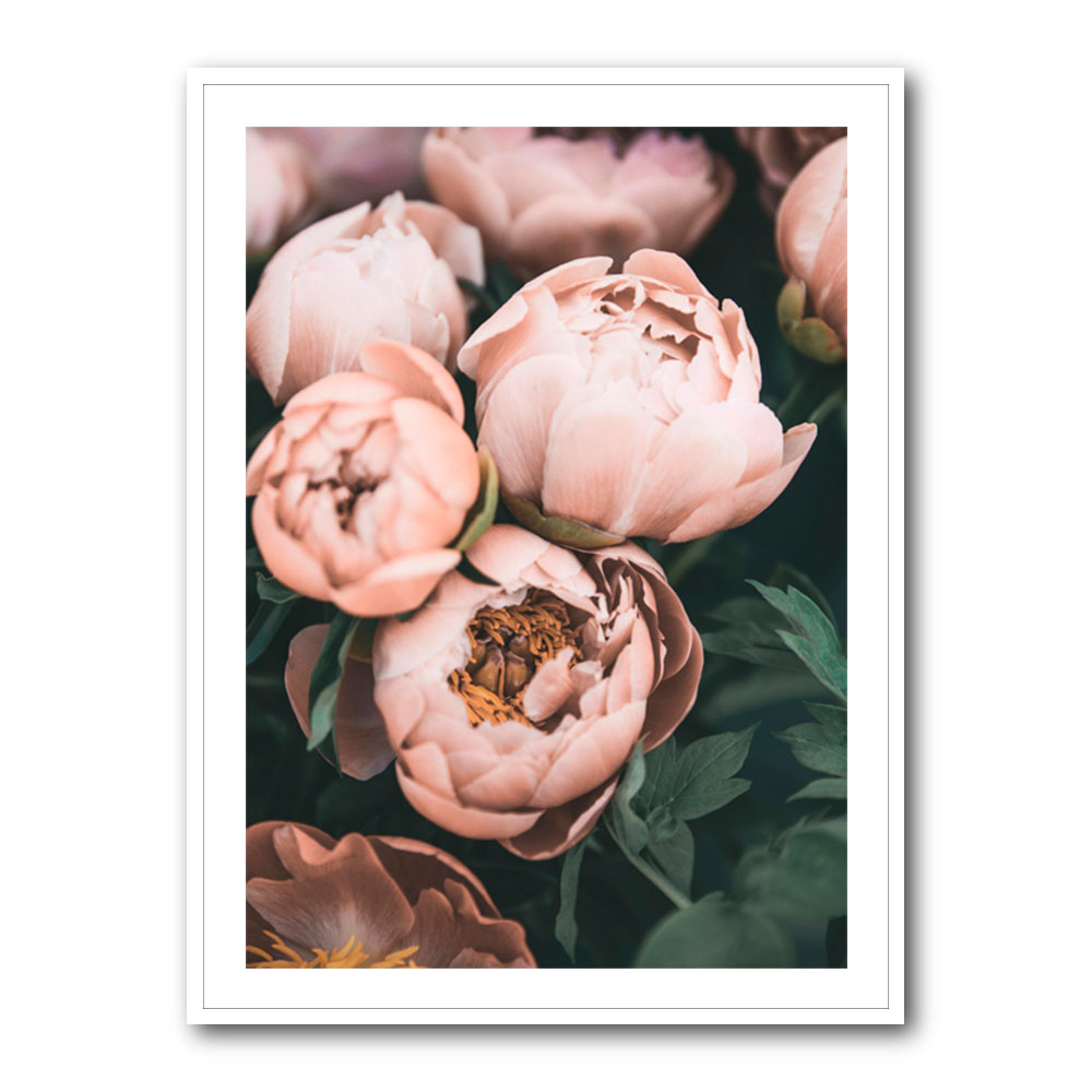 Coral Peonies