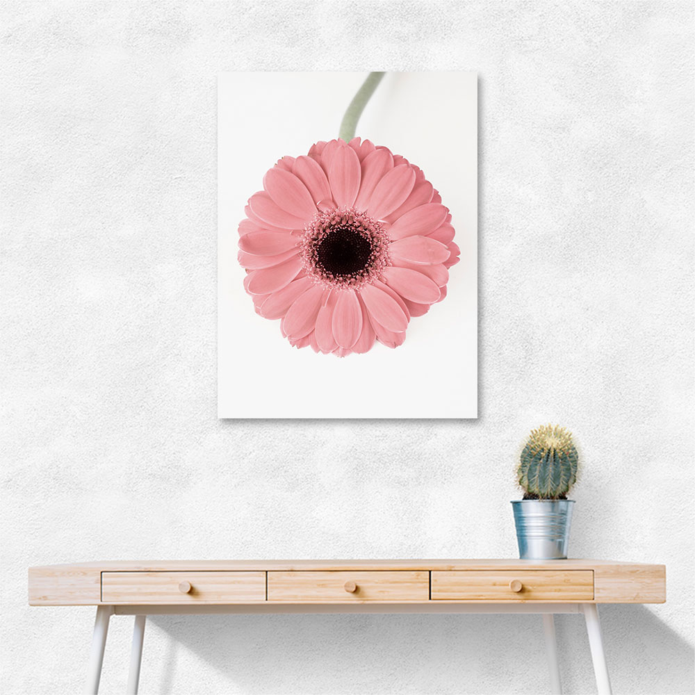 Pink Gerbera II