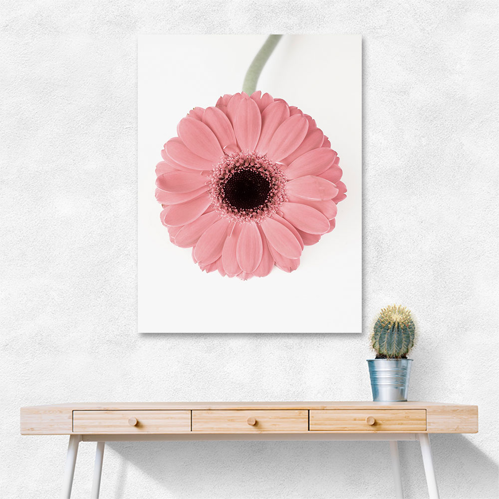 Pink Gerbera II