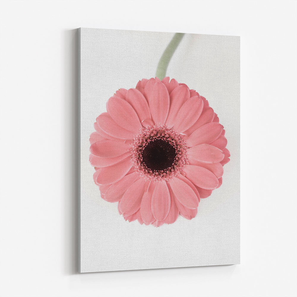 Pink Gerbera II