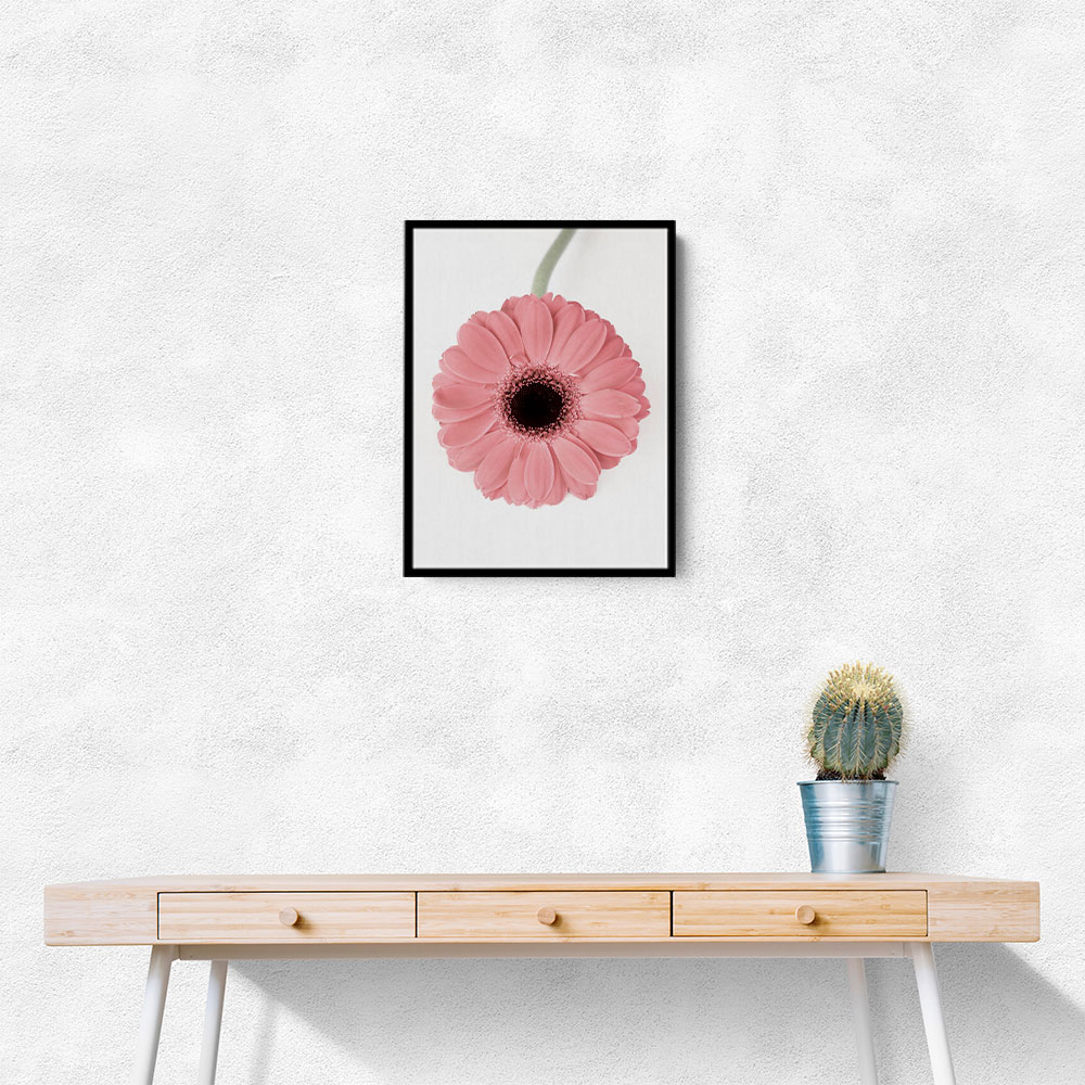 Pink Gerbera II