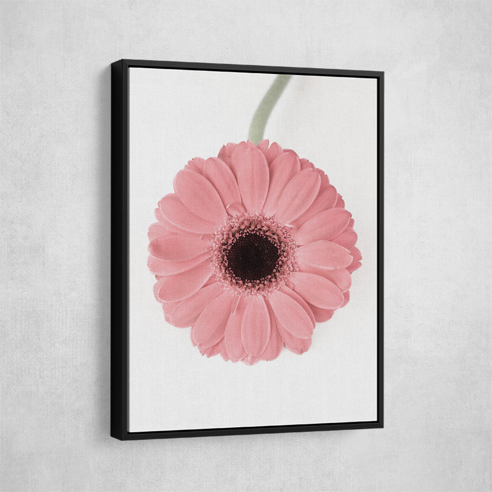 Pink Gerbera II