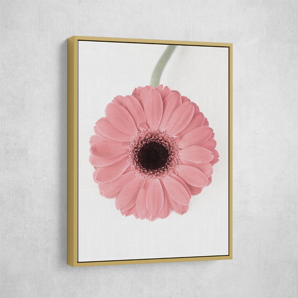 Pink Gerbera II