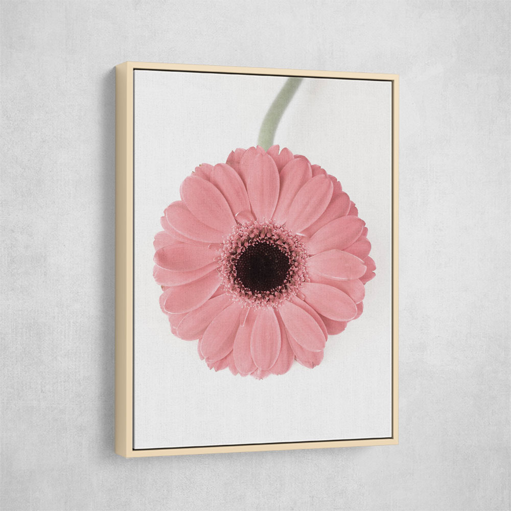 Pink Gerbera II