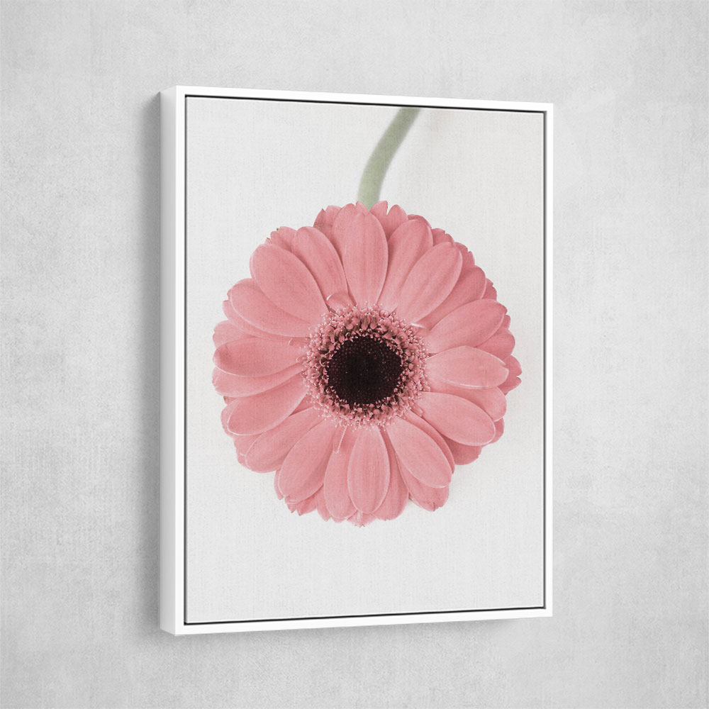 Pink Gerbera II