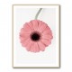 Pink Gerbera II