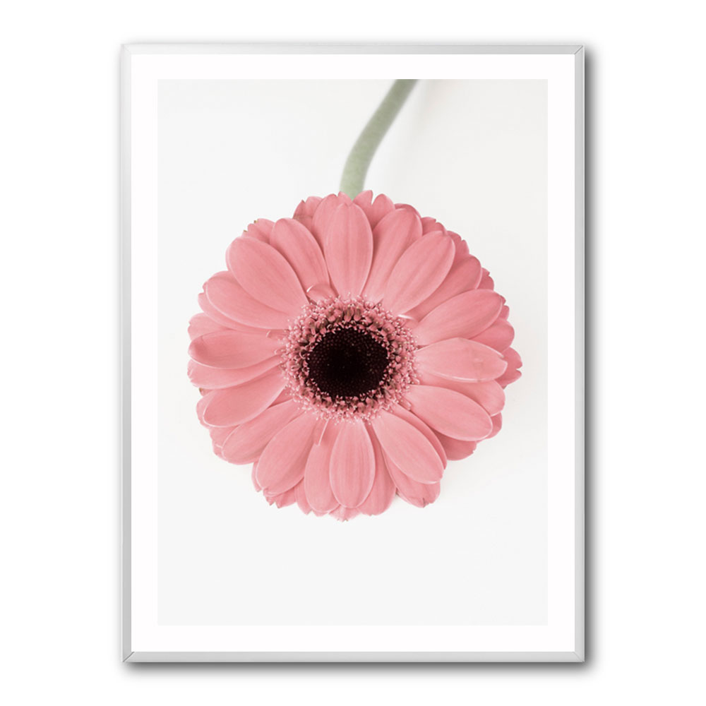 Pink Gerbera II