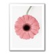 Pink Gerbera II