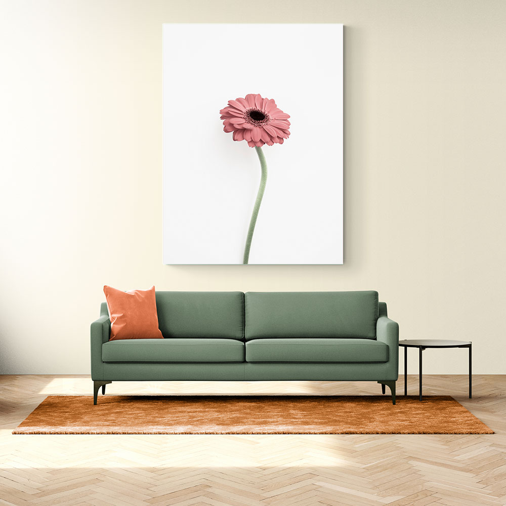 Pink Gerbera