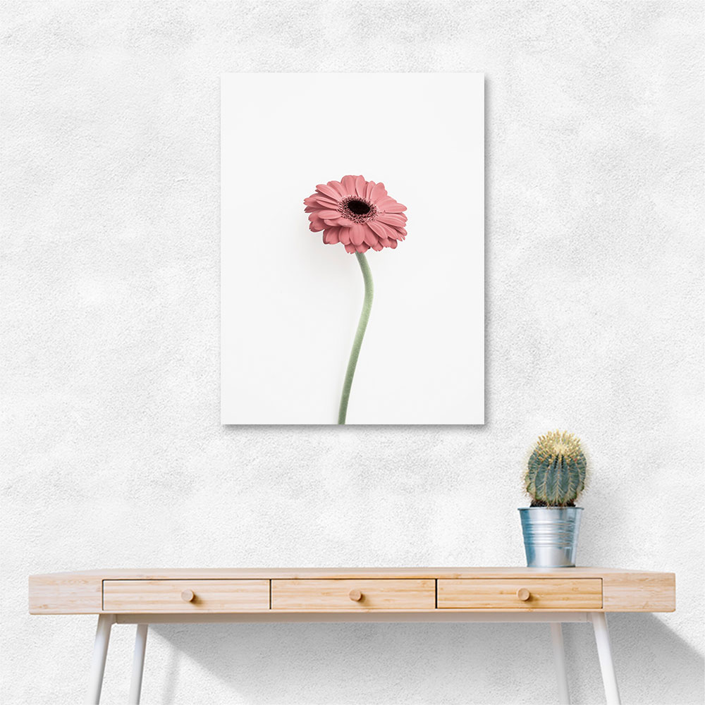 Pink Gerbera