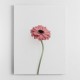 Pink Gerbera