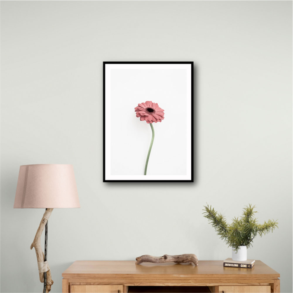 Pink Gerbera