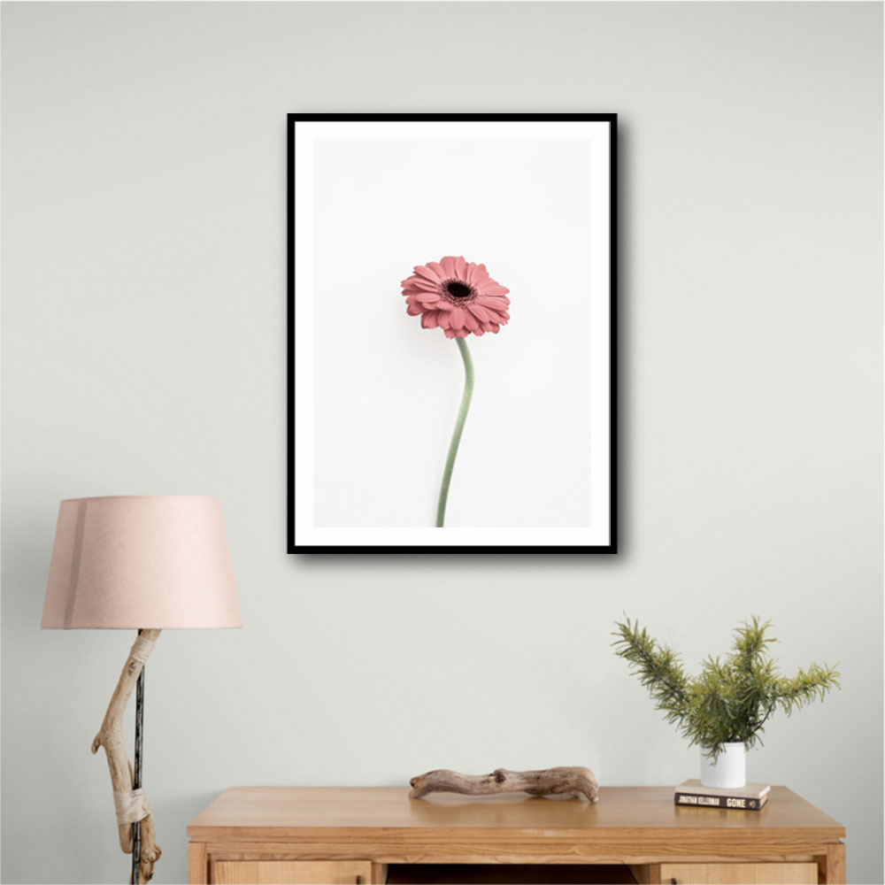 Pink Gerbera