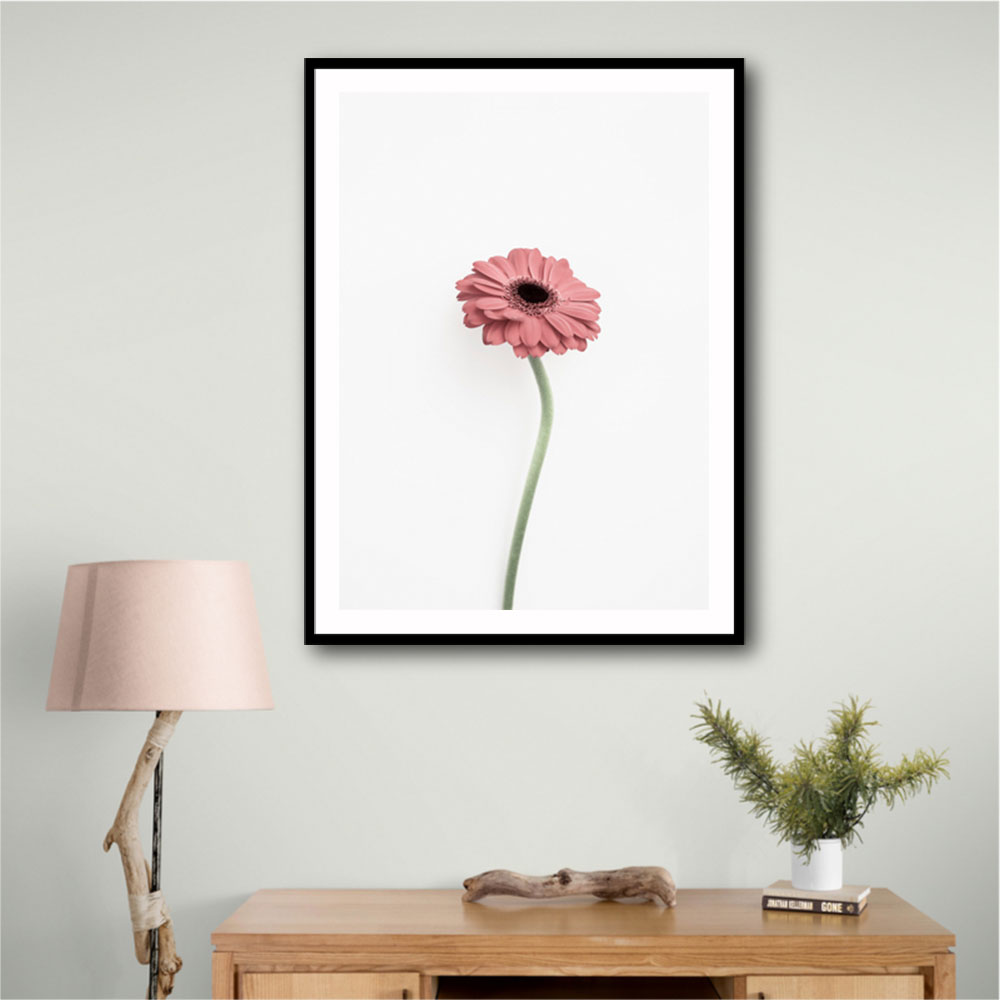 Pink Gerbera