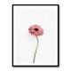 Pink Gerbera