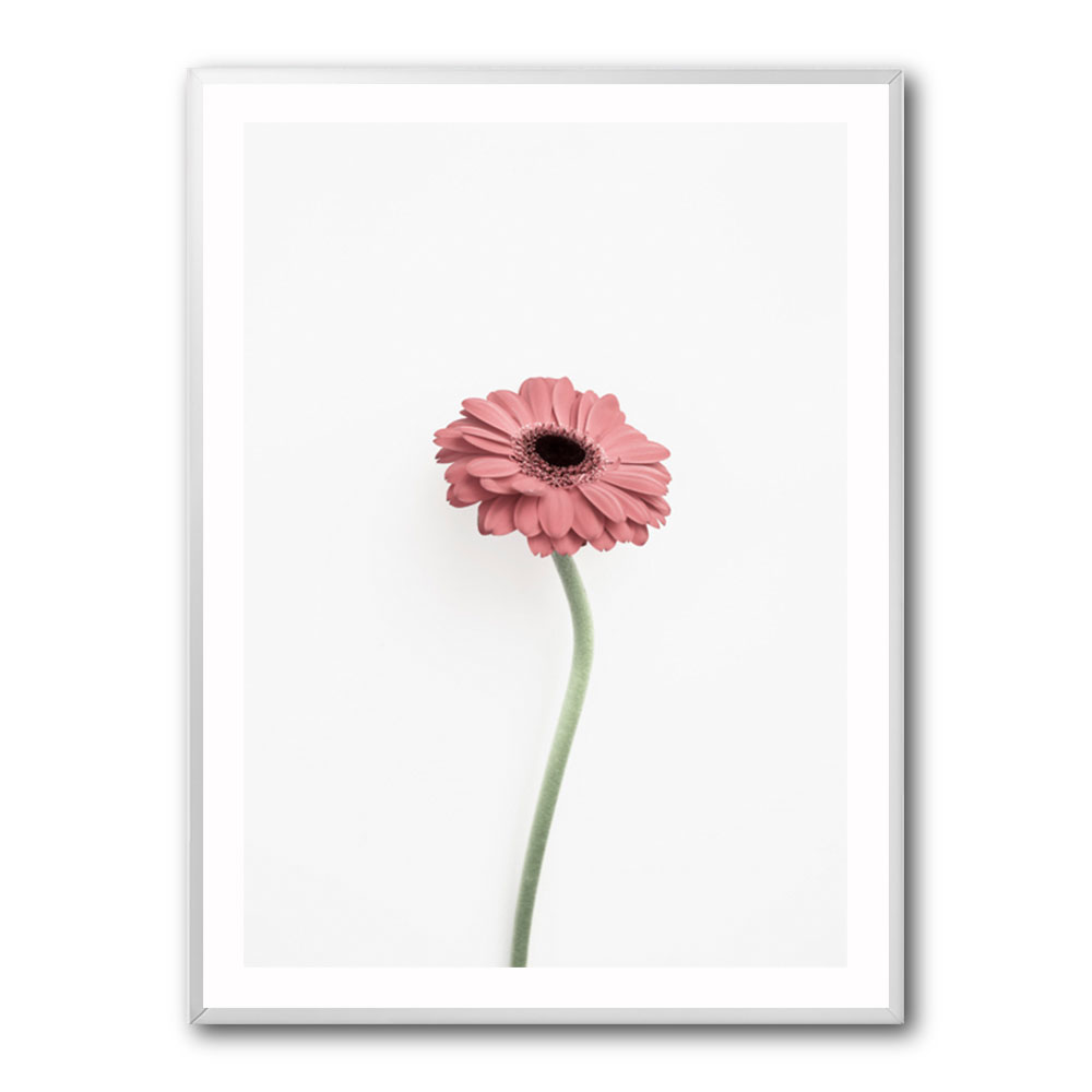 Pink Gerbera