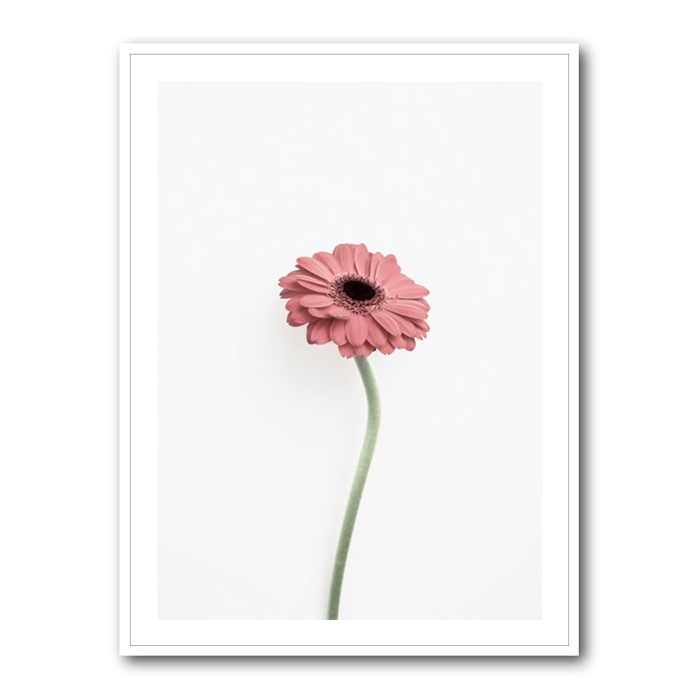 Pink Gerbera