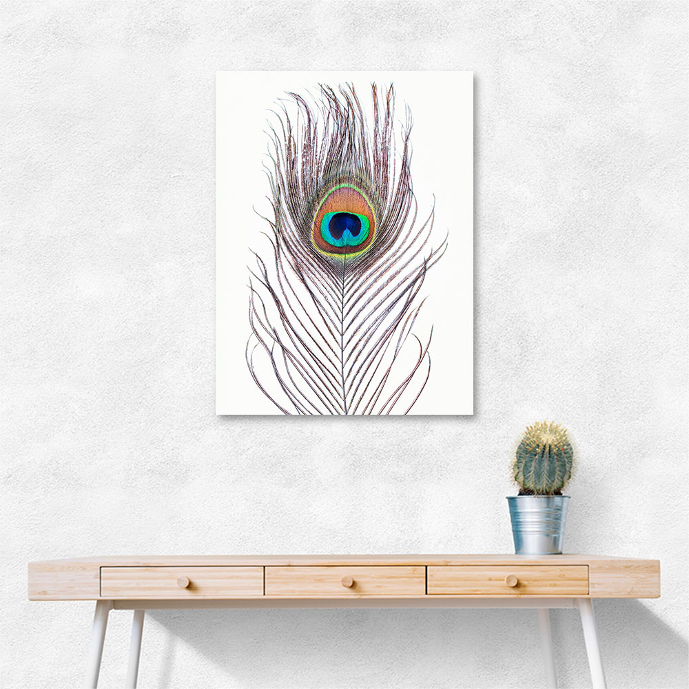 Peacock Feather Peacock Feather