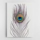 Peacock Feather Peacock Feather