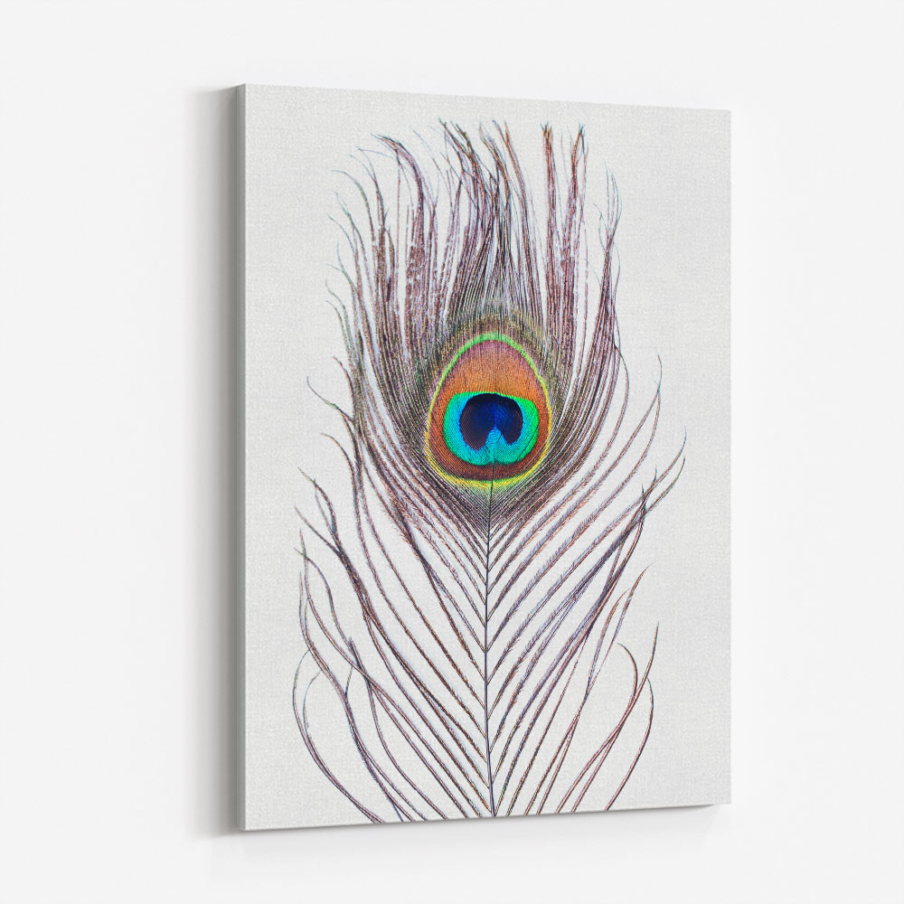Peacock Feather Peacock Feather