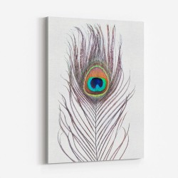 Peacock Feather